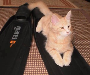 Team Member Team Member