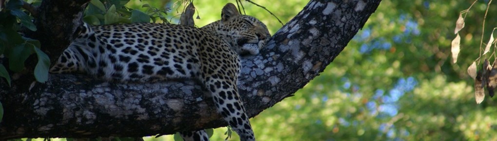 Gepard im Krügerpark slider